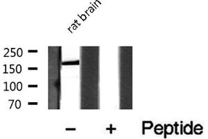 Western Blotting (WB) image for anti-Mannose Receptor, C Type 2 (MRC2) (N-Term) antibody (ABIN6263346)