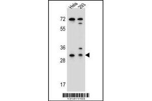 Western blot analysis in Hela,293 cell line lysates (35ug/lane). (Ephrin B2 抗体  (AA 157-186))