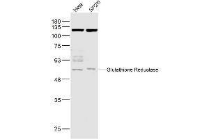 Lane 1: Hela lysates Lane 2: Sp2/0 lysates probed with Glutathione Reductase Polyclonal Antibody, Unconjugated  at 1:1000 dilution and 4˚C overnight incubation. (Glutathione Reductase 抗体  (AA 421-522))