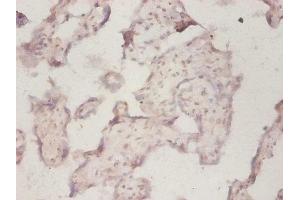 Immunohistochemistry of paraffin-embedded human placenta tissue using ABIN7142723 at dilution of 1:50 (RPLP1 抗体  (AA 2-114))