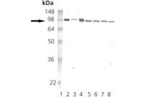 Western blot analysis of HSP90: Lane 1: MW marker, Lane 2: HSP90 native protein , Lane 3: HSP90b recombinant protein , Lane 4: HSP90alpha recombinant protein , Lane 5: HeLa (HS), Lane 6: L-929 (HS), Lane 7: Rat-2 (HS), Lane 8:RK-13 (HS). (HSP90 抗体)