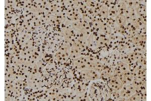 ABIN6262328 and ABIN6276565 at 1/100 staining Rat kidney tissue by IHC-P.