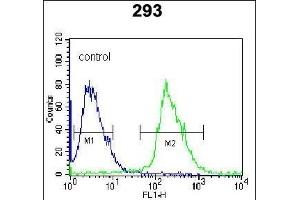 Kallikrein 6 (KLK6) Antibody (N-term) (ABIN652195 and ABIN2840741) flow cytometric analysis of 293 cells (right histogram) compared to a negative control cell (left histogram). (Kallikrein 6 抗体  (N-Term))
