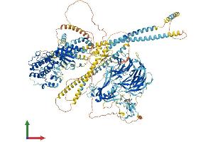 Protein Structure (PS) image for CDC42 Binding Protein Kinase gamma (DMPK-Like) (CDC42BPG) (AA 1-1551) protein (His tag) (ABIN7554612)