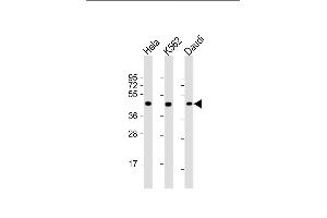 All lanes : Anti-PLIN3 Antibody at 1:2000 dilution Lane 1: Hela whole cell lysate Lane 2: K562 whole cell lysate Lane 3: Daudi whole cell lysate Lysates/proteins at 20 μg per lane. (PLIN3 抗体  (AA 1-434))