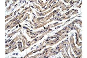 Image no. 1 for anti-YY1 Transcription Factor (YY1) (AA 274-323) antibody (ABIN6735976) (YY1 抗体  (AA 274-323))