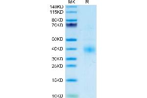 Clusterin Protein (CLU) (AA 23-449) (His tag)