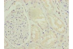 Immunohistochemistry of paraffin-embedded human kidney tissue using ABIN7151390 at dilution of 1:100 (ENPP6 抗体  (AA 31-330))