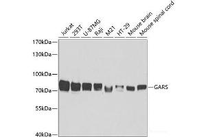 Western blot analysis of extracts of various cell lines using GARS Polyclonal Antibody at dilution of 1:5000. (GARS 抗体)