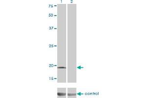 Image no. 2 for anti-DCMP Deaminase (DCTD) (AA 69-179) antibody (ABIN466000) (DCMP Deaminase (DCTD) (AA 69-179) 抗体)
