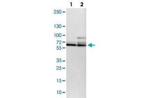 Western blot analysis of lane 1: NIH-3T3 cell lysate and lane 2: NBT-II cell lysate using PCTK1 polyclonal antibody . (CDK16 抗体)