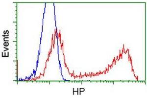 HEK293T cells transfected with either RC223612 overexpress plasmid (Red) or empty vector control plasmid (Blue) were immunostained by anti-HP antibody (ABIN2453140), and then analyzed by flow cytometry. (Haptoglobin 抗体)