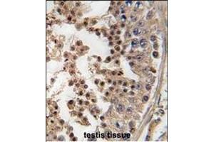 Formalin-fixed and paraffin-embedded human testis tissue reacted with PFTK1 antibody (N-term), which was peroxidase-conjugated to the secondary antibody, followed by DAB staining. (CDK14 抗体  (N-Term))