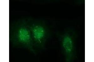Anti-RABL2A mouse monoclonal antibody (ABIN2453574) immunofluorescent staining of COS7 cells transiently transfected by pCMV6-ENTRY RABL2A (RC211854). (RABL2A 抗体)