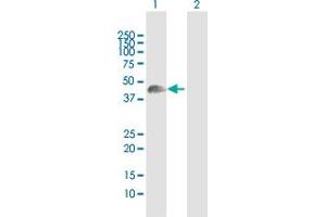 Western Blot analysis of WNT8A expression in transfected 293T cell line by WNT8A MaxPab polyclonal antibody. (WNT8A 抗体  (AA 1-351))
