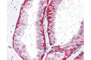 Anti-BRN2 / POU3F2 antibody IHC staining of human prostate. (POU3F2 抗体  (C-Term))