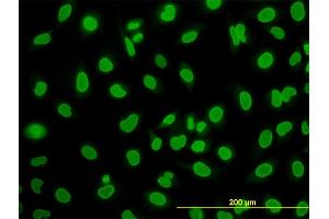 Immunofluorescence (IF) image for anti-WD Repeat Domain 20 (WDR20) (AA 1-569) antibody (ABIN566654)
