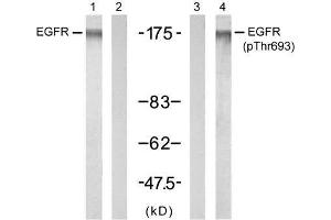 Western blot analysis of extracts from A431 cells untreated or treated with EGF (200ng/ml, 5min), using EGFR (Ab-693) antibody (E021194, Lane 1 and 2) and EGFR (phospho-Thr693) antibody (E011187, Lane 3 and 4). (EGFR 抗体  (pThr693))