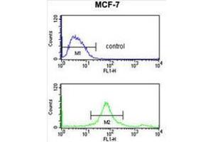 SUMO1 Antibody flow cytometry analysis of MCF-7 cells (bottom histogram) compared to a negative control cell (top histogram). (SUMO1 抗体)