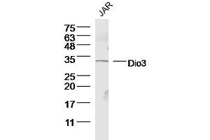 Human JAR lysates probed with Dio3 Polyclonal Antibody, Unconjugated  at 1:300 dilution and 4˚C overnight incubation. (DIO3 抗体  (AA 51-150))