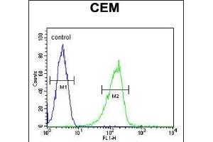 ZIC3 Antibody (Center) (ABIN650719 and ABIN2839389) flow cytometric analysis of CEM cells (right histogram) compared to a negative control cell (left histogram). (ZIC3 抗体  (AA 239-267))