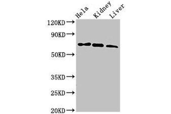 Melanophilin anticorps  (AA 310-539)