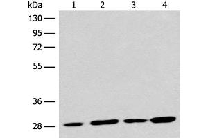 Western blot analysis of 293T cell lysates using PNPO Polyclonal Antibody at dilution of 1:700 (PNPO 抗体)