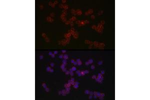 Immunofluorescence analysis of THP-1 cells using CCR5 Rabbit pAb (ABIN7266307) at dilution of 1:50 (40x lens). (CCR5 抗体  (AA 100-200))