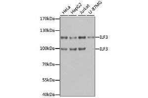 Western blot analysis of extracts of various cell lines, using ILF3 antibody. (Interleukin enhancer-binding factor 3 (ILF3) (AA 1-270) 抗体)