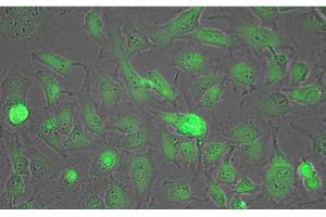 Immunofluorescence Microscopy of Biotin conjugated Anti-Lactate Dehydrogenase Antibody. (Lactate Dehydrogenase A 抗体  (Biotin))
