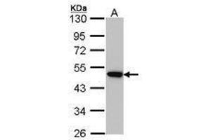 anti-Adaptor-Related Protein Complex 2, mu 1 Subunit (AP2M1) (AA 60-278) antibody