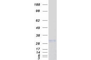 Validation with Western Blot
