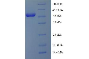 SDS-PAGE (SDS) image for ATG3 Autophagy Related 3 (ATG3) (AA 1-314), (full length) protein (His-SUMO Tag) (ABIN5709097)