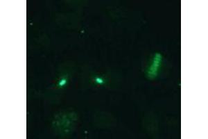 Immunofluorescence (IF) image for anti-Cell Division Cycle Associated 8 (CDCA8) (AA 1-280), (N-Term) antibody (ABIN1449290) (CDCA8 抗体  (N-Term))