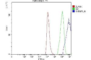 IF analysis of hnRNP L/HNRNPL using anti-hnRNP L/HNRNPL antibody (ABIN7600130).