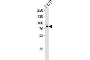 Western Blotting (WB) image for anti-Exostosin 2 (EXT2) antibody (ABIN3004162) (EXT2 抗体)