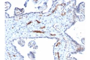 Formalin-fixed, paraffin-embedded human Placenta stained with Podocalyxin Mouse Monoclonal Antibody (PODXL/2184). (PODXL 抗体  (AA 310-447))