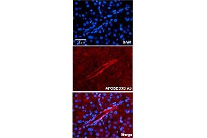 Immunofluorescent staining of human liver with APOBEC3G polyclonal antibody  at 1:100 dilution. (APOBEC3G 抗体  (N-Term))