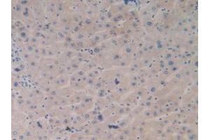 IHC-P analysis of Human Liver Tissue, with DAB staining. (TLR9 抗体  (AA 28-362))