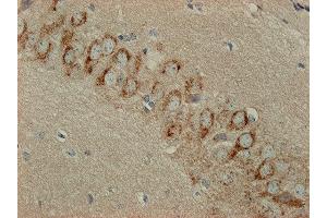 Immunostaining of paraffin embedded sections from mouse hippocampus (dilution 1 : 2000).