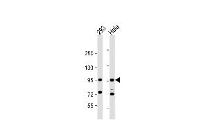 All lanes : Anti-CTNNB1Antibody (C-term) at 1:1000 dilution Lane 1: 293 whole cell lysate Lane 2: Hela whole cell lysate Lysates/proteins at 20 μg per lane.