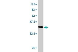 Western Blotting (WB) image for anti-Cleavage and Polyadenylation Specific Factor 6, 68kDa (CPSF6) (AA 37-136) antibody (ABIN524444)