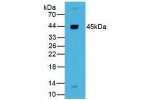 Western blot analysis of Human Liver Tissue. (Renin 抗体  (AA 67-179))