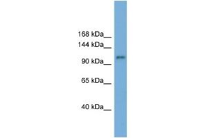 WB Suggested Anti-HERC6 Antibody Titration:  0.