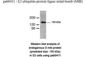 Image no. 1 for anti-Mindbomb E3 Ubiquitin Protein Ligase 1 (MIB1) (N-Term) antibody (ABIN347485) (MIB1 抗体  (N-Term))
