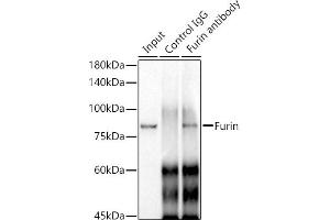 Immunoprecipitation analysis of 300 μg extracts of A-549 cells using 3 μg Furin antibody (ABIN7267277). (FURIN 抗体)