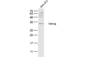 NIH/3T3 lysates probed with Nanog Polyclonal Antibody, Unconjugated  at 1:300 dilution and 4˚C overnight incubation. (Nanog 抗体  (AA 101-200))