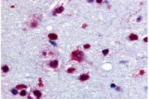 Anti-PYGB antibody  ABIN1049279 IHC staining of human brain. (PYGB 抗体  (C-Term))