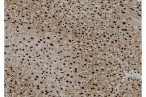 ABIN6256764 and ABIN6267179 at 1/100 staining Mouse liver tissue by IHC-P. (SHP1 抗体  (pTyr564))