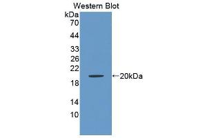 Western blot analysis of the recombinant protein. (BAFF 抗体  (AA 45-169))